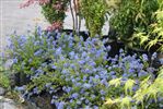 Ceanothus 