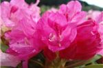 Rhododendron 