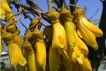 Sophora tetraptera (Kowhai) 