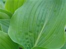 Hosta 