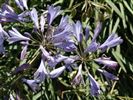 Agapanthus orientalis 