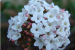 Viburnum burkwoodii 