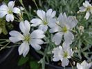 Cerastium tomentosum