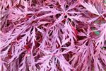 Acer palmatum dissectum 