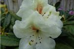 Rhododendron 