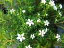 Coleonema album (syn. Diosma ericoides)