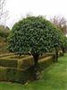  Prunus lusitanica  