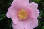 Camellia sasanqua 