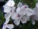 Phlox subulata 