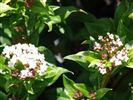 Viburnum tinus 