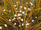 Libertia peregrinans