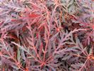 Acer palmatum dissectum 