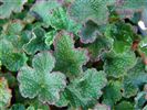 Rubus pentalobus (Orangeberry) 