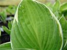 Hosta 