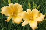 Hemerocallis 