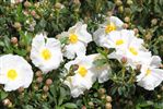 Cistus 