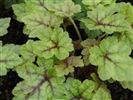 Tiarella 