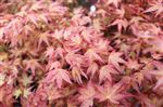 Acer palmatum 