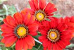 Gazania Cleopatra