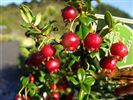 Myrtus ugni Syn. Ungi molinae (N.Z. Cranberry) 