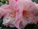 Rhododendron 