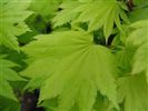 Acer shirasawanum 