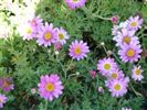 Argyranthemum frutesecens ‘Hot Lips’