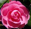 Camellia japonica 