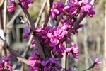 cercis
