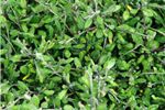 Corokia 