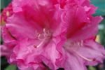 Rhododendron 