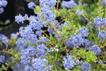 Ceanothus 