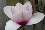 Magnolia hybrid 