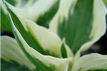 Hosta 