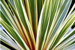 Cordyline australis 