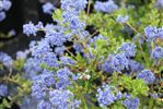 Ceanothus 