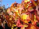 Liquidambar styraciflua