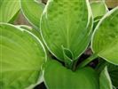 Hosta 