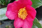 Camellia sasanqua 