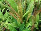 Blechnum discolor (Crown Fern)