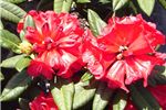 Rhododendron 