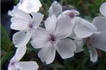 Phlox subulata 