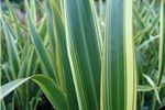 Phormium cookianum 