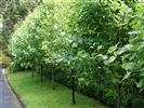 Sorbus aria 