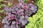 heuchera garden