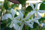 Trachelospermum jasminoides