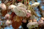 Prunus 