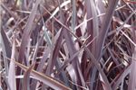 Phormium cookianum 