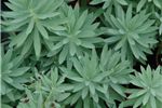 Euphorbia glauca