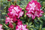 Rhododendron 